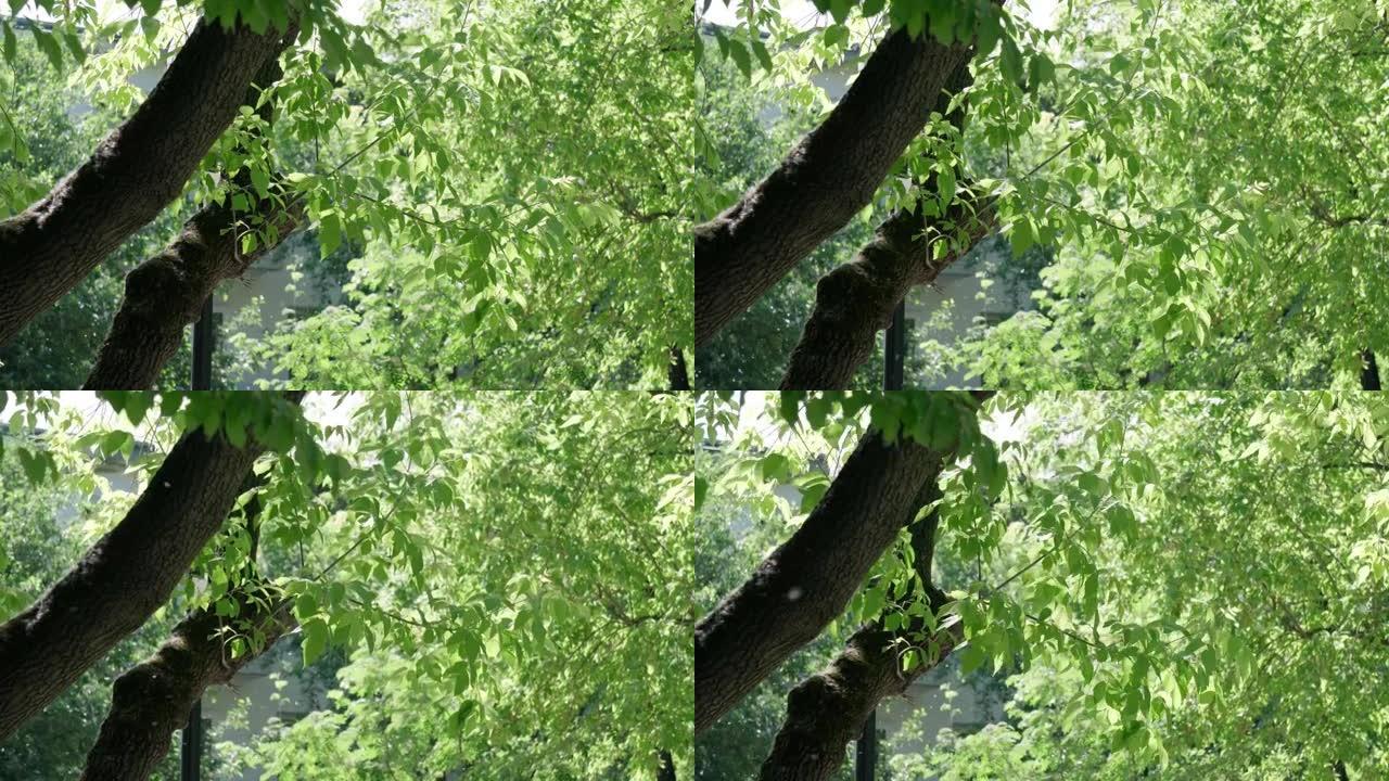 绿色树枝在夏天飞落的背景上。选择性聚焦