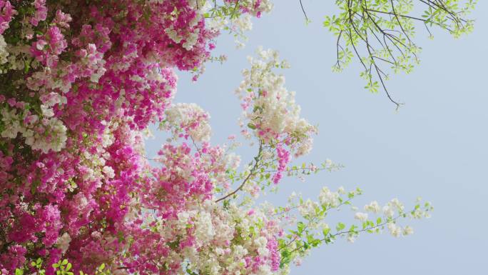 粉白色三角梅花树繁茂 花枝招展