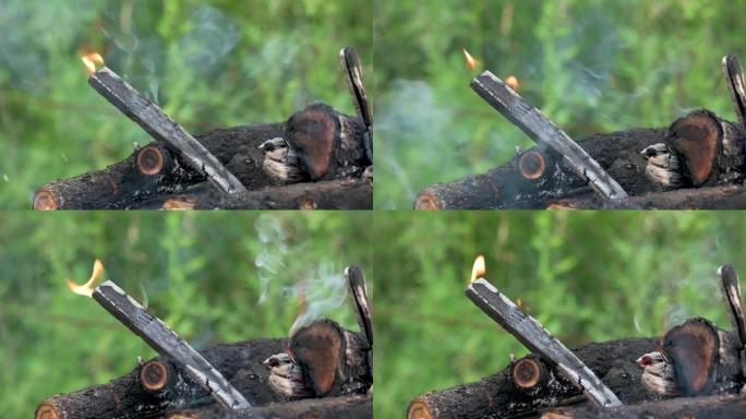 燃烧的篝火，森林中的圆形柴火，火灾危险