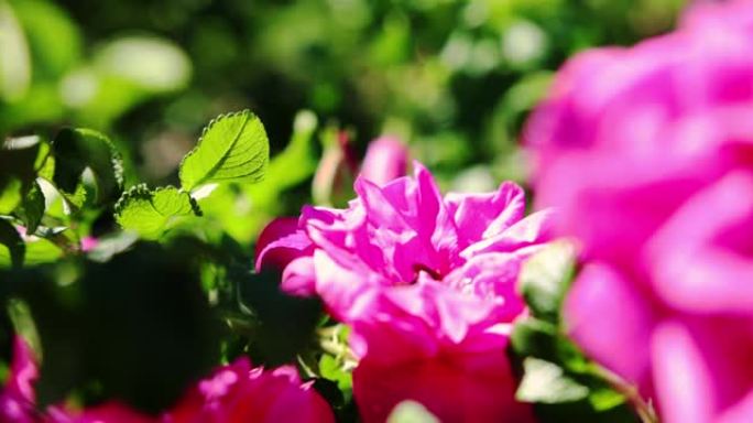 蜜蜂和大黄蜂收拢的特写镜头。慢动作