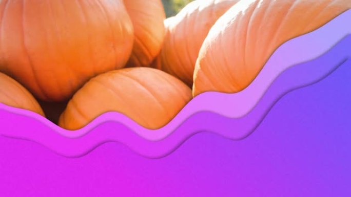 南瓜补丁上的紫色波浪动画