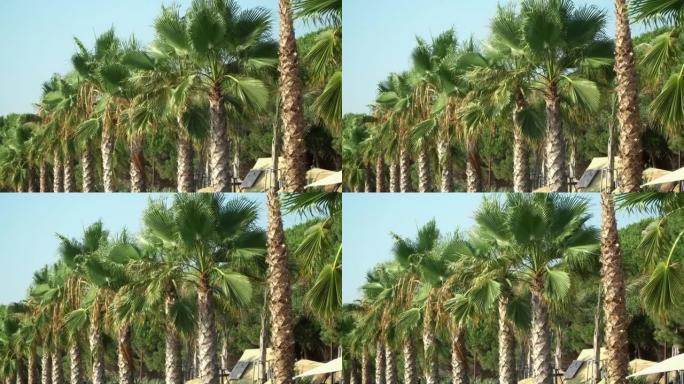 在阳光明媚的夏日，西班牙巴塞罗那沙滩上的沿海长廊上的棕榈树