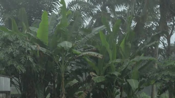 大雨中绿色果园树木的场景。水果园，它的叶子在暴雨期间被强风吹动。