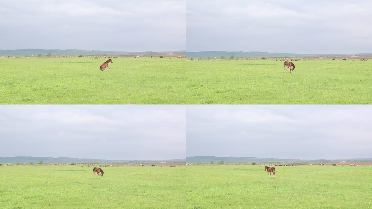 一只年轻的新生小马驹从牧场的草地上站起来。小马驹起来了。