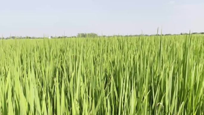 绿色稻田。