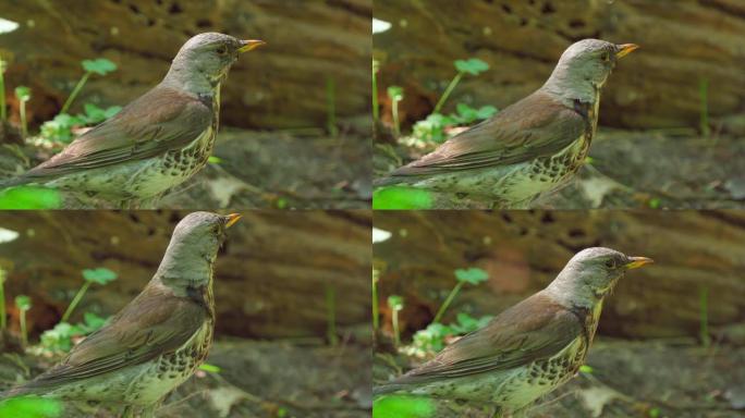 在一个夏天阳光明媚的早晨，鸟巢 (Turdus pilaris) 站在森林的一片空地上，在一个水坑前