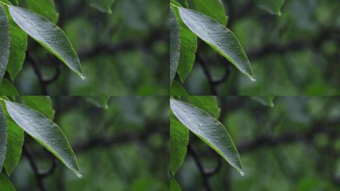 雨中湿核桃叶