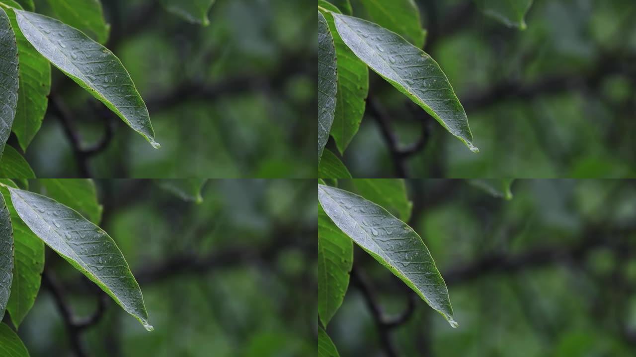 雨中湿核桃叶