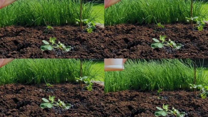 通过喷壶在床上浇灌幼苗，土壤保湿，特写视频。有机农业、种植和园艺