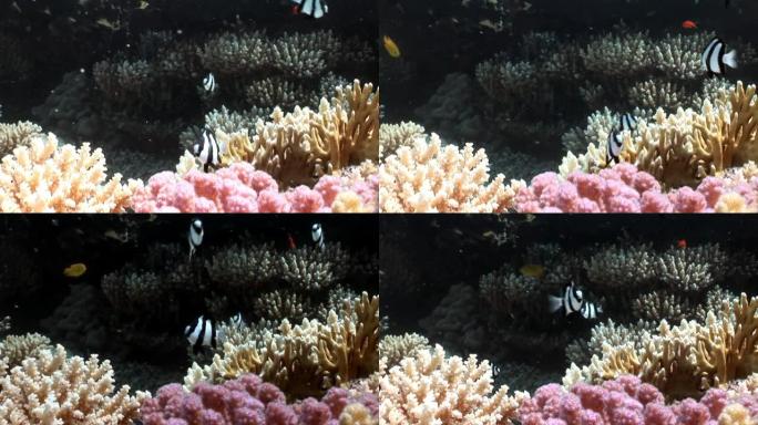 红海水下各种珊瑚的珊瑚礁。