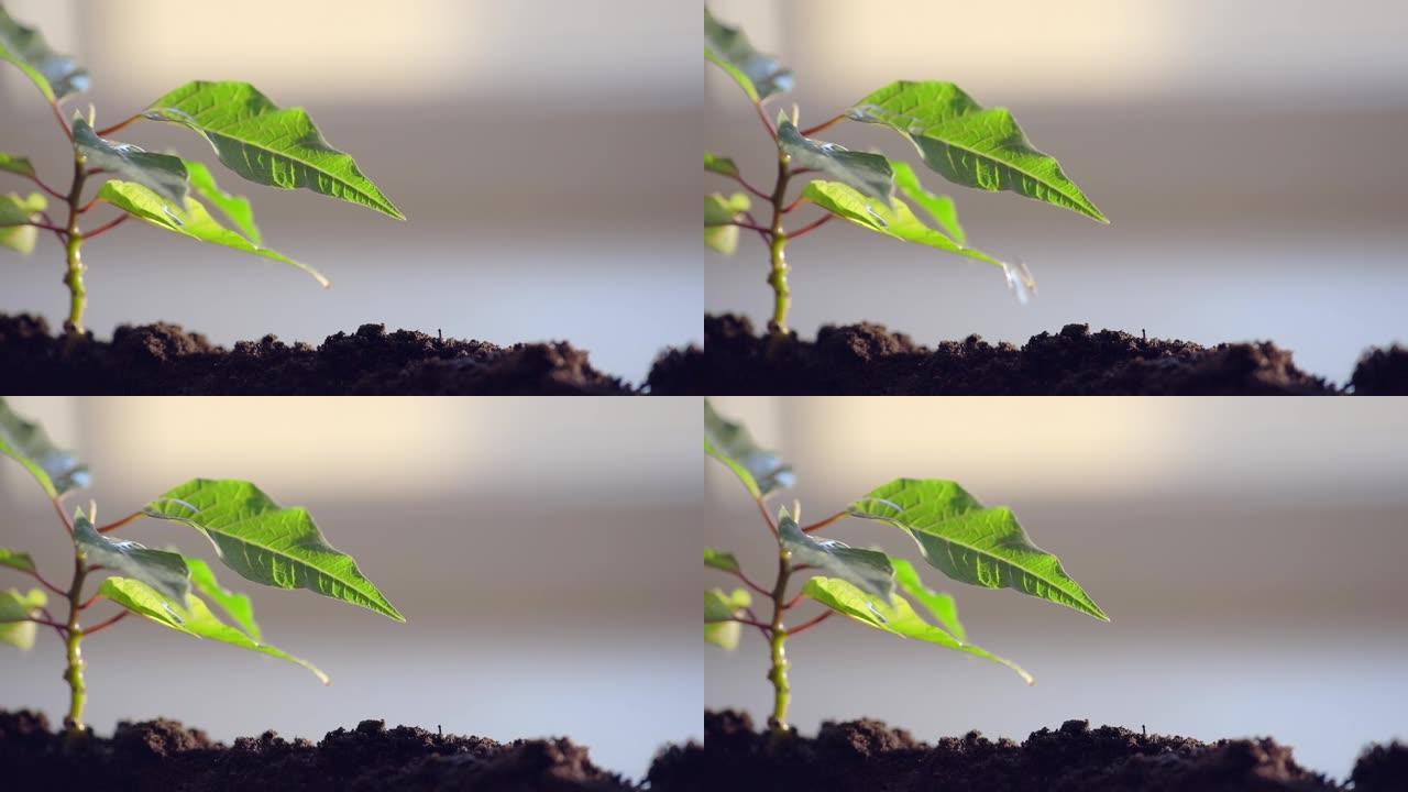 大滴卷叶延迟，美丽的宏观框架，浇水植物高质量全高清镜头