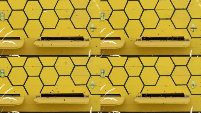 蜂房里的一群蜜蜂