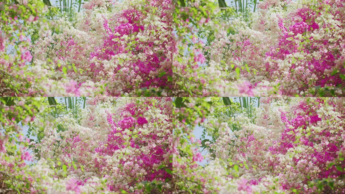 粉白色三角梅花树繁茂 盛开绽放