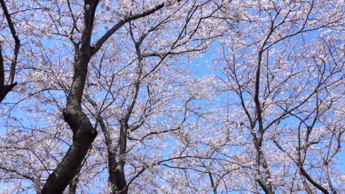 樱花景观花树春季春天