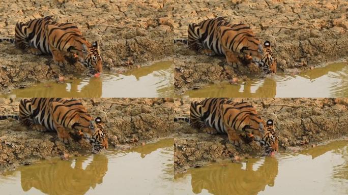一只雌性皇家孟加拉虎从池塘里喝水，朝相机望去，显示出水中的反射