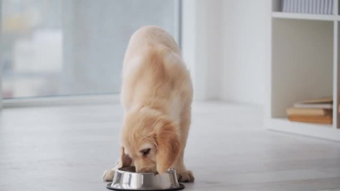 美丽的猎犬小狗吃金毛幼犬室内