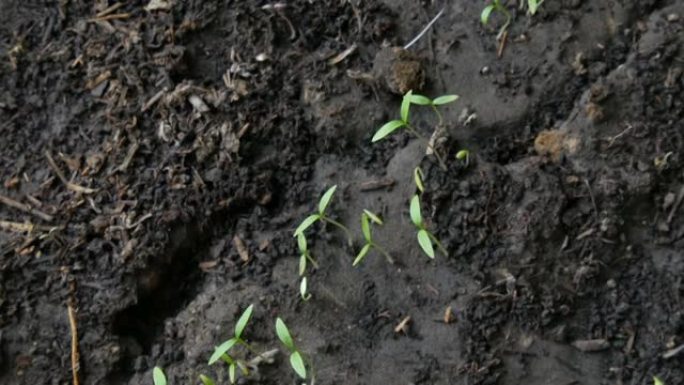 植物的小芽在地下生长