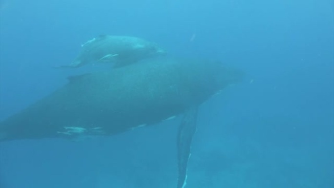 太平洋水下的鲸鱼家族田园诗。