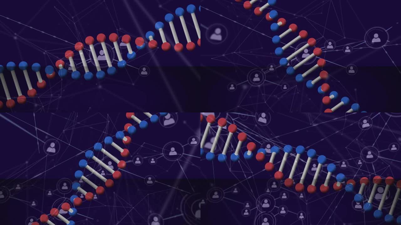 在连接的人图标的网络上旋转3d dna链的动画