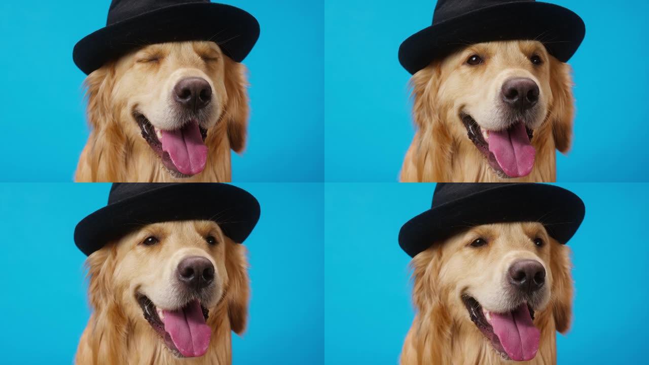 金毛猎犬戴着蓝色背景的黑帽子，金毛拉布拉多犬张开嘴呼吸，舌头靠近。在工作室拍摄家庭宠物
