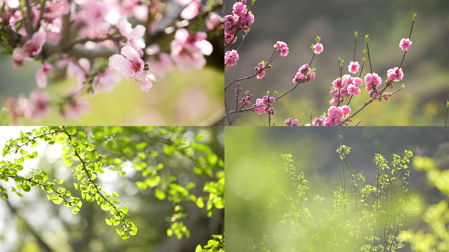 春天 百花争艳 树木抽绿 大自然复苏