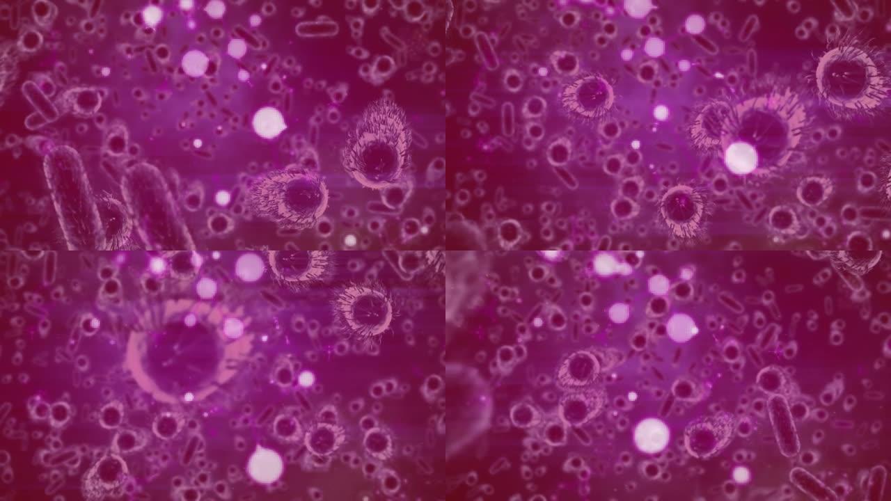 漂浮在粉红色背景上的macro covid 19细胞动画