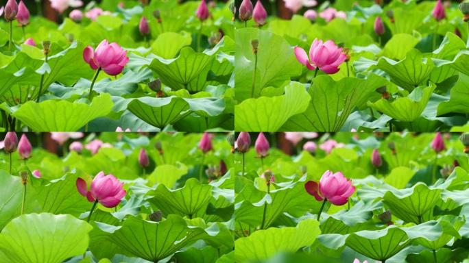 美丽的莲花在风中摇摆，粉红色的花朵带有绿色的叶子和芽的背景，特写镜头，4k镜头，b滚动镜头慢动作效果