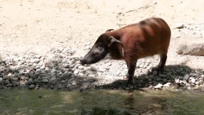 红河猪，Potamochoerus porcus，又称灌木猪。