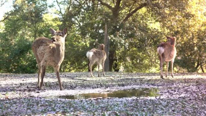 日本奈良公园的樱花水坑上的梅花鹿喝水