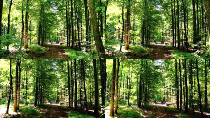 在春季穿越木材林