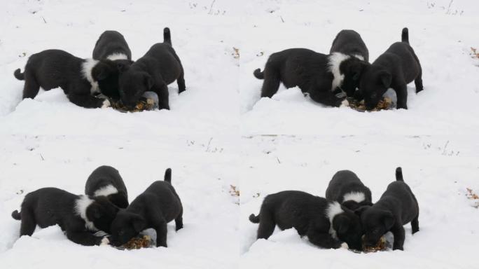 饥饿的小狗用铁圆盘吃鱼头。三只可爱的有趣的小黑白小狗冬天在雪地上吃。