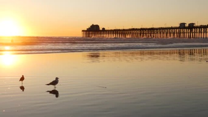 日落码头剪影，美国加利福尼亚州，海滨。海洋热带海滩。海鸥鸟近波