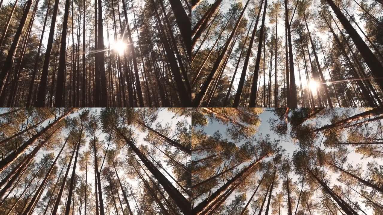 电影向上倾斜观看松林树顶，背景是阳光温暖的晴天。复制粘贴自然森林模板。