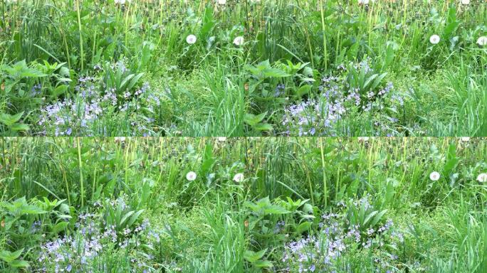 绿色草丛中成熟的蒲公英和蓝色的春花，背景