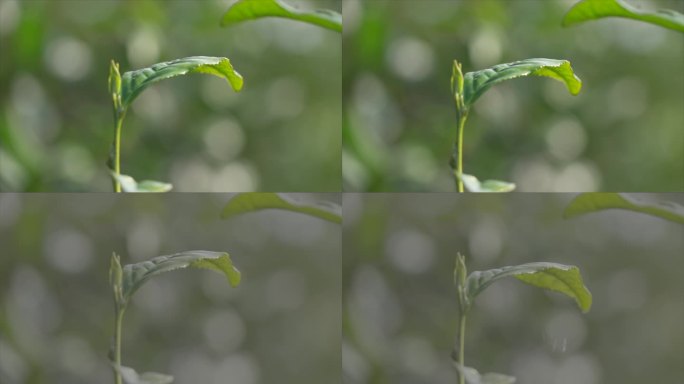 绿茶 茶叶特写