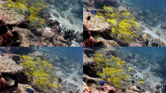 马尔代夫海底背景下的水下条纹黄鱼学校。