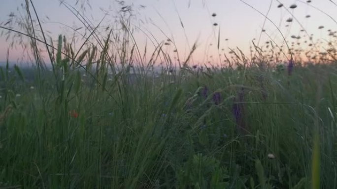 阳光明媚背景上美丽的草地粉色花朵。夏季主题背景。日出。