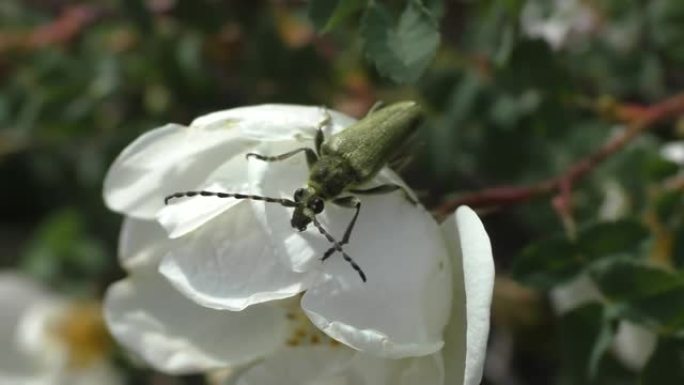 白色玫瑰果花上的麝香巴贝甲虫 (天牛科)。相对较大的甲虫长达38毫米长。身体为金属光泽，颜色为蓝色，