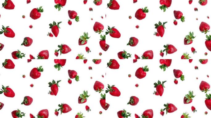 许多新鲜的红色草莓在白色背景上摆动。无缝循环动画