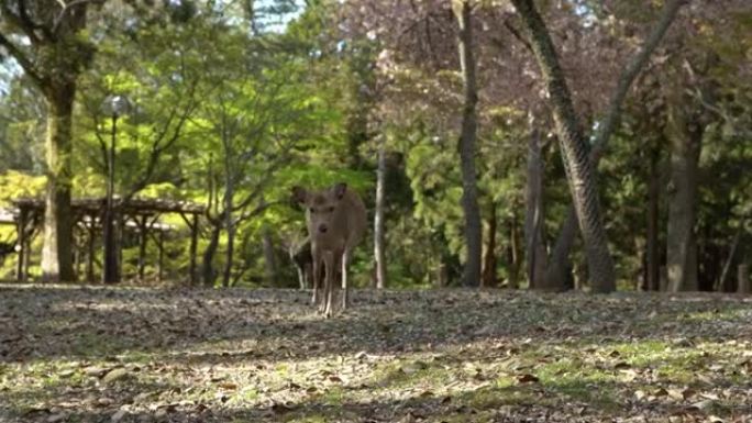 奈良公园的野生梅花鹿。粉红色樱花春天期间的Cervus nippon