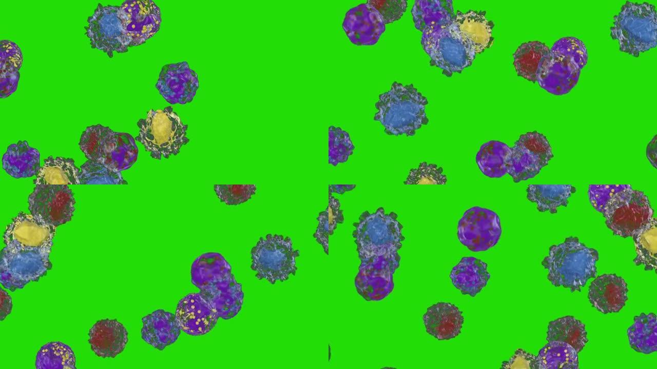 白细胞流动，嗜碱性粒细胞，嗜酸性粒细胞，淋巴细胞，单核细胞，中性粒细胞，绿屏嗜铬