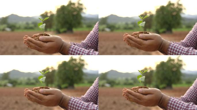 关闭雌性手握植物在农业土壤上生长的幼苗。绿色世界地球日概念。