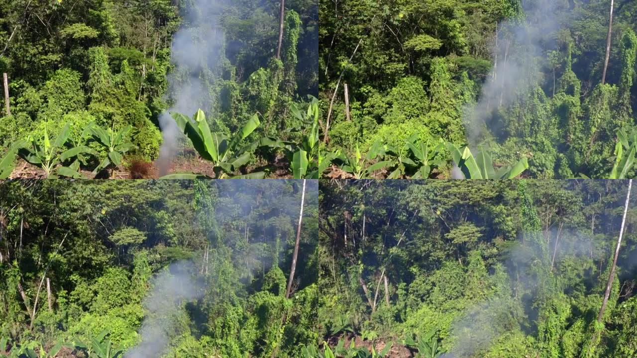 由于最初的大火被砍伐和燃烧，雨林被烟雾覆盖