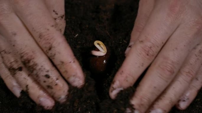 春季花园园丁手在地面上种植灯泡。宏观镜头在土壤中种植栗树幼芽。农民的手靠近。男子手持棕色栗树芽在手掌