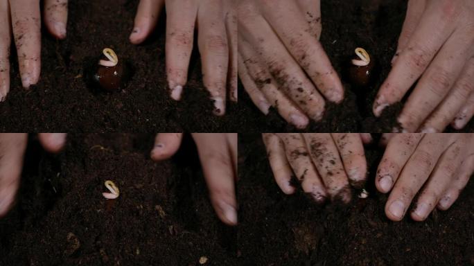 春季花园园丁手在地面上种植灯泡。宏观镜头在土壤中种植栗树幼芽。农民的手靠近。男子手持棕色栗树芽在手掌