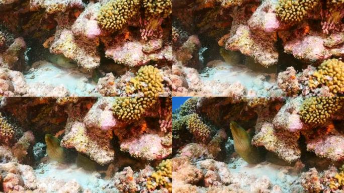 库拉索岛加勒比海珊瑚礁上有几条绿色海鳗的海景