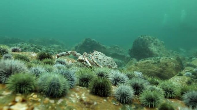 堪察加半岛海底的帝王蟹和海胆。