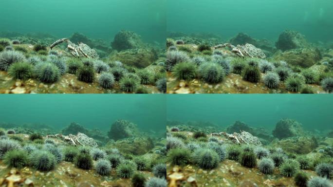 堪察加半岛海底的帝王蟹和海胆。