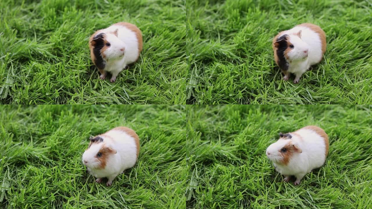 有趣的豚鼠在户外花园里吃草
