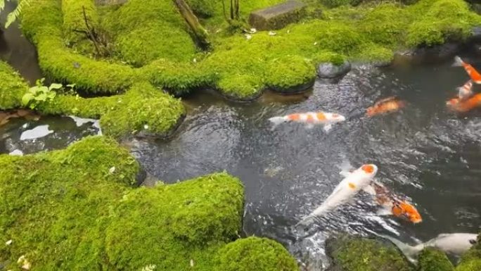 绿色苔藓花园中的池塘花式鲤鱼